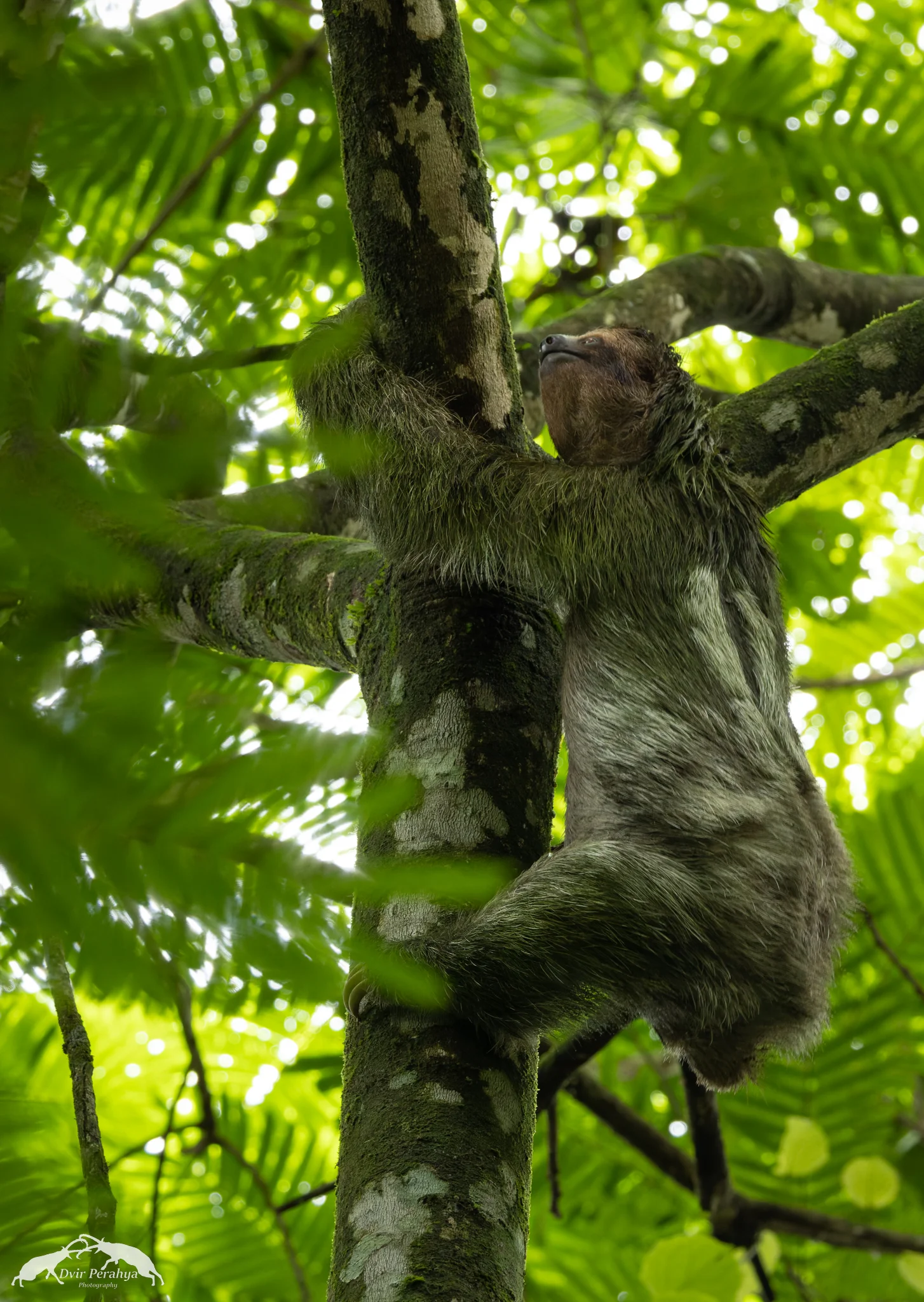 3 toed sloth, Arenal